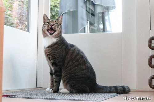 你知道猫为什么会打呼噜吗 居然有那么多个原因