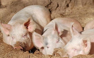 猪喜欢在泥巴里打滚,动物学家给出的解释,让人笑了