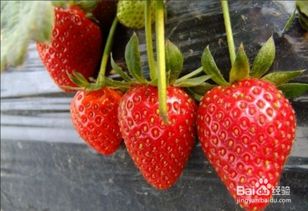 草莓与养生常识 
