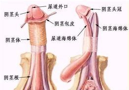 阴茎勃起时疼痛是什么原因,阴茎勃起时疼痛是什么原因？了解常见原因和治疗方法