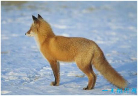 世界上最大的狐狸,赤狐体长可超过70厘米