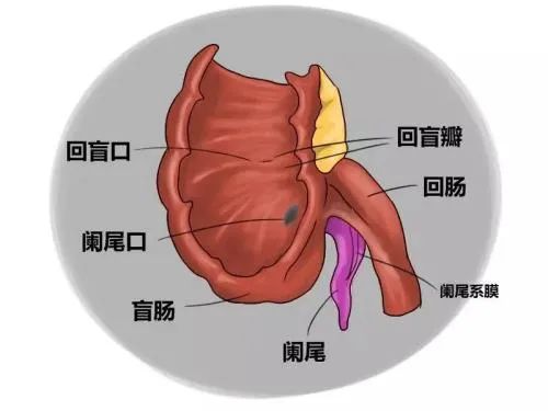 身体什么地方是割了会更好的,你是不是想到它了