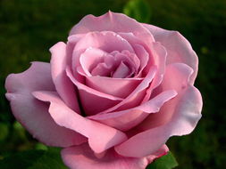 粉白色玫瑰花语,粉色白色玫瑰花语