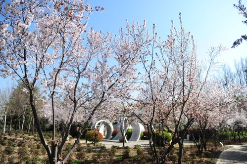 踏青赏花正当时 郑州绿博园3月21日恢复开放