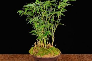 竹子的养法和对室内环境空气的作用？