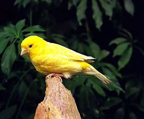 黄鹂鸟和金丝雀哪个更适合家养？