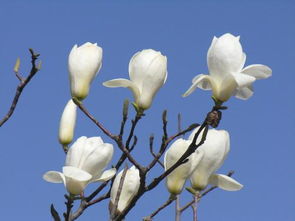 白木棉和白玉兰,木棉花和玉兰花是同一种花吗 木棉花和玉兰花是一样的吗