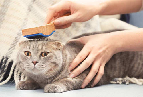 养宠经验 怎么给猫咪化毛