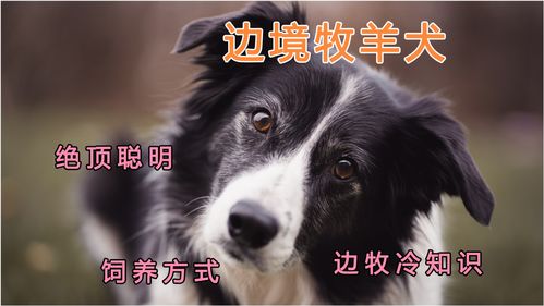 超聪明的边牧,为什么不建议一个人饲养 号称犬类智商天花板 