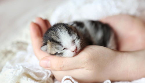 猫咪护理 15 关于新生小猫的十个事实