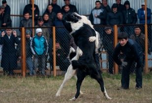 斗狗伤残导致流血不止 2019,请斗狗消失