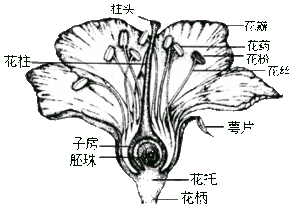 胚珠是什么 植物有些什么构造 要具体的 