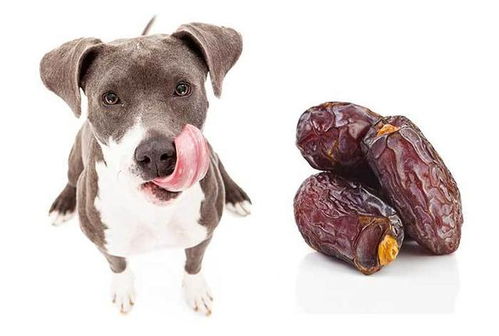 过年有枣好意头 狗狗偷吃到枣会有问题吗 枣是它的美味还是危险