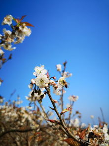 初春3月花开季 自驾最美逸动寻找最美花开