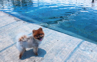 梦见狗在水里游,梦见狗在游泳,梦到狗在水里游泳 七丽时尚网 