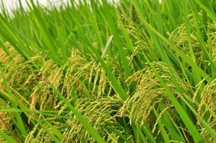 稻米与稻谷怎样区别 