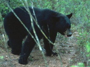 美国佛州批准猎杀320头黑熊 动物保护组织反对