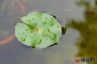 推荐几种适用于龟缸养殖的水草