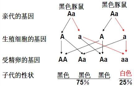 豚鼠的黑毛对白毛为显性.一对杂合子的黑毛豚鼠交配.一次产崽4只.它们的表现性状是 A.全部黑色B.三黑一白C.一黑三白D.上述三种都有可能出现 题目和参考答案 