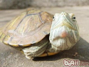 巴西龟白眼病怎么治 