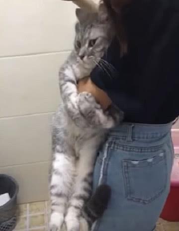猫咪太害怕洗澡了,一直抱着主人的手不放,猫咪 说什么我也不洗