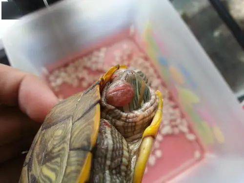 龟龟白眼病的预防和治疗