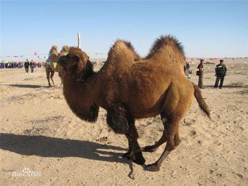 双峰骆驼有哪些品种
