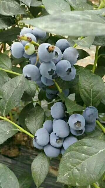 3年蓝莓苗多少钱一棵,蓝莓苗多少钱一棵