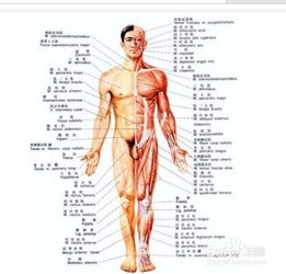 学习人体解剖学专业的技巧