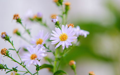 7月19日星座运势 厚积薄发,胜利在即的四大星座