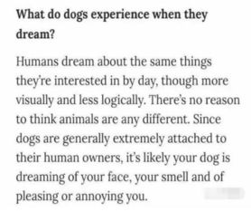 狗狗睡觉会梦见什么呢 这个答案估计你一辈子也想不到 