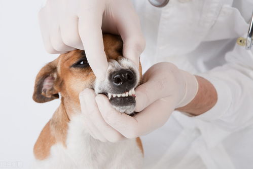 狗狗的换牙期是什么时候 需要注意什么