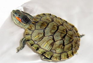 最近养了乌龟,巴西红耳龟的小乌龟到底吃什么 