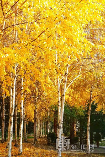 秋意浓莫辜负最美 落叶季 收好这份哈尔滨城市公园赏秋叶地图