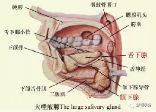 腮腺及面神经解剖