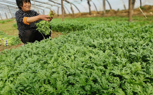 安徽农户京郊租地种菜,最担心的是买种子