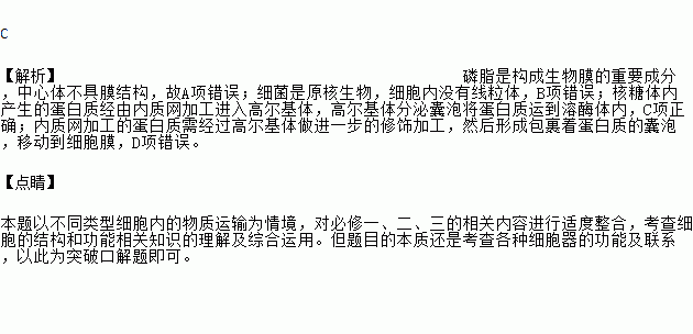 下列关于细胞内物质运输的叙述.正确的是A. 肝细胞内滑面内质网合成的磷脂可转移至中心体B. 细菌细胞内DNA指导合成的蛋白质可转移至线粒体C. 吞噬细胞内髙尔基体加工的蛋白质可转移至溶酶体 