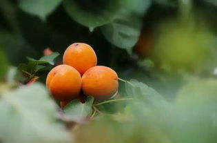 立夏时节 无锡人家尝 三鲜 