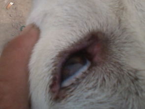 狗狗眼睛发红 瞳孔上和眼窝处 都是红血丝 还有就是眼角生出白色物质 请问这是什么病 打什么针
