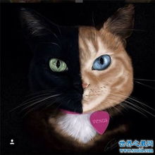 双面猫被称作阴阳脸,两只眼睛的颜色不同 