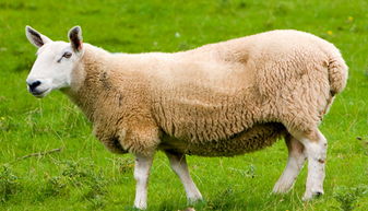 怎么样盖圈养羊的羊圈 