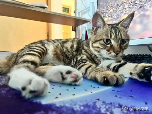 猫儿故事 一首长诗,纪念我的小狸猫