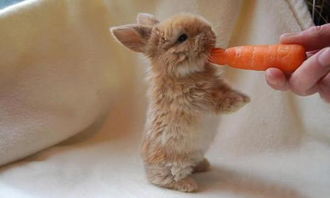 请教 养小兔子只给它吃胡萝卜可以吗 