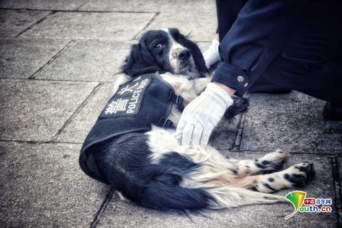 警犬卡尔是什么品种的狗,请问 我记得我小时候看过日本的个连续剧 是讲一条狗和一个女人的 那个狗的名字好像叫卡儿 还破了很多案件-第1张图片