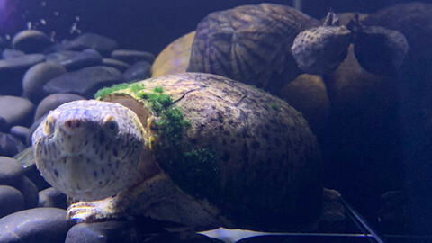 豹纹巨头蛋龟的饲养环境