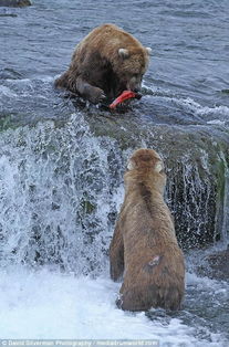 北美灰熊群体捕食三文鱼 抢食打斗 