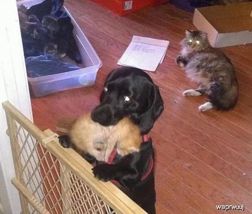 流浪猫生下7只小猫,同居老狗帮忙照顾,却把另一只狗 孤立 了