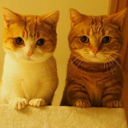 世界最短腿 猫咪, 猫界柯基 曼赤肯猫 