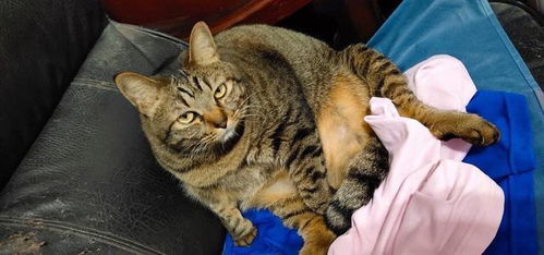 超胖猫咪湿身后露真面目 主人嘲笑它,竟被它瞪了一眼