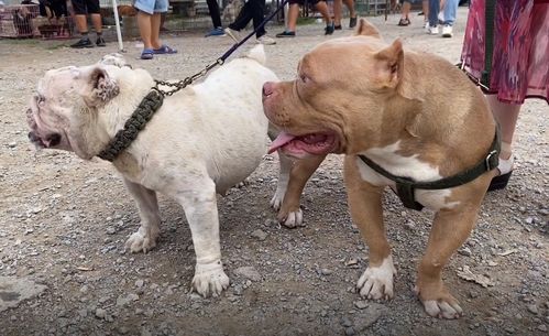 山东 狗狗流行时间有多短,曾经值几十万的狗狗,如今成了狗肉车上的难兄难弟